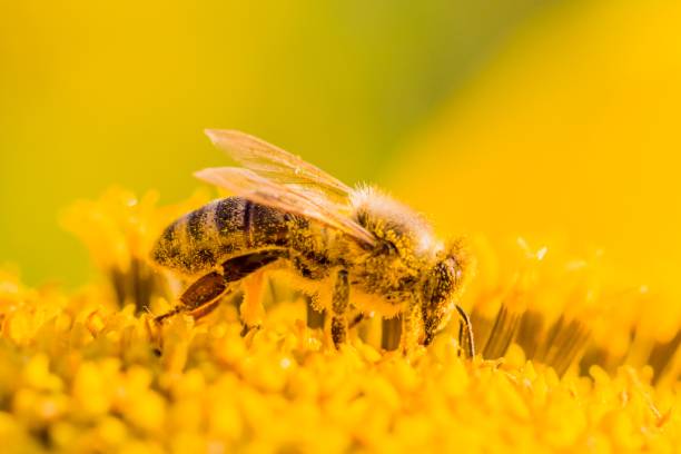 istock Honey bee covered with yellow pollen collecting nectar in flower 928902260