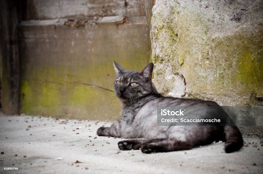 Уличный кот - Стоковые фото Американская короткошёрстная кошка роялти-фри