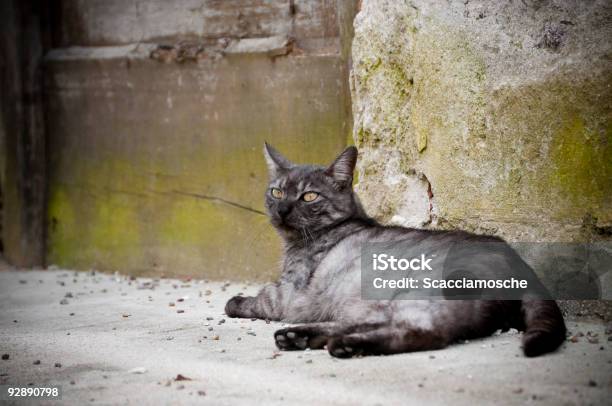 Уличный Кот — стоковые фотографии и другие картинки Американская короткошёрстная кошка - Американская короткошёрстная кошка, Без людей, Большой город