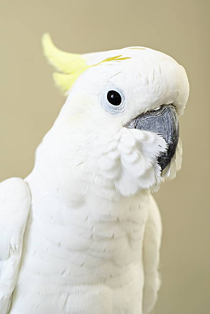 istock White sulphur crested cockatoo 92890819