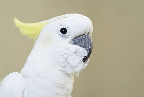istock Sulphur crested cockatoo 92890826
