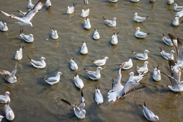 istock White Seagull swimming on sea background. 928909542