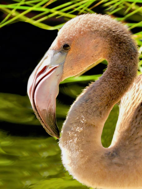 Baby Flamingo Profile stock photo