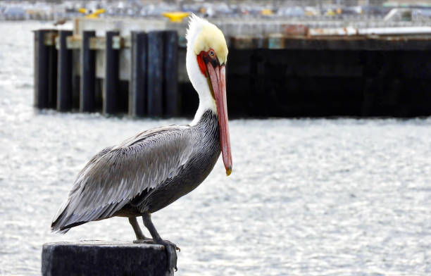 Dockside Pelican stock photo