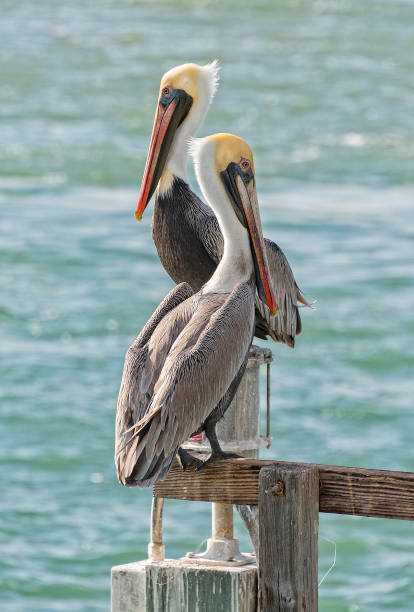 2 Pelicans Taking In The Sun At Sebastian Inlet In Florida