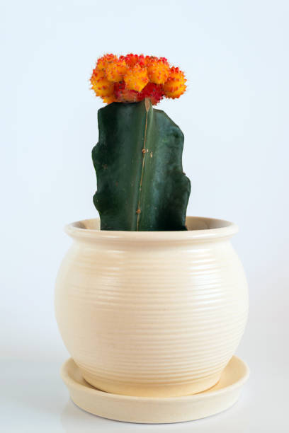 istock Grafted Cactus in white pot on white background 928914154
