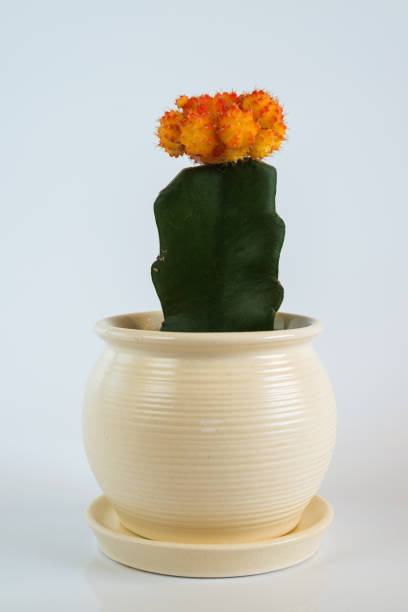 istock Grafted Cactus in white pot on white background 928914226