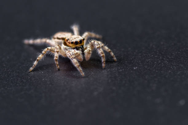 jumping spider macro close up of a tiny little jumping spider on a dark background jumping spider photos stock pictures, royalty-free photos & images