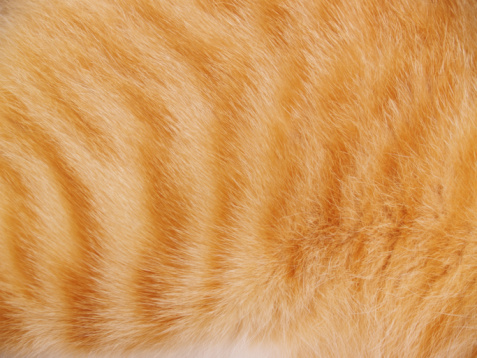 Tiger Cat Fur background.