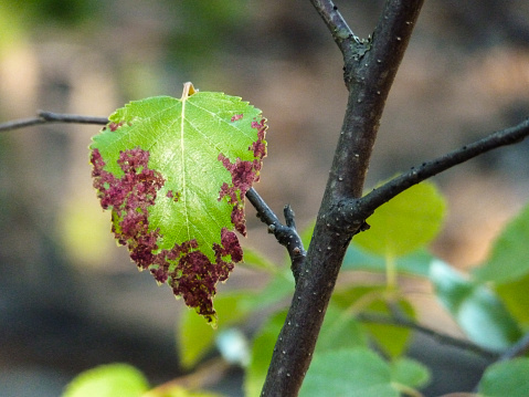 Branch with ill leaf of apple scab disease, bacterial scorch on apple tree. Illness of garden tree, green leaf with brown and dark red edges, close-up image