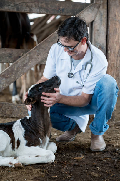 feliz veterinário examinando um bezerro - calf newborn animal cattle farm - fotografias e filmes do acervo