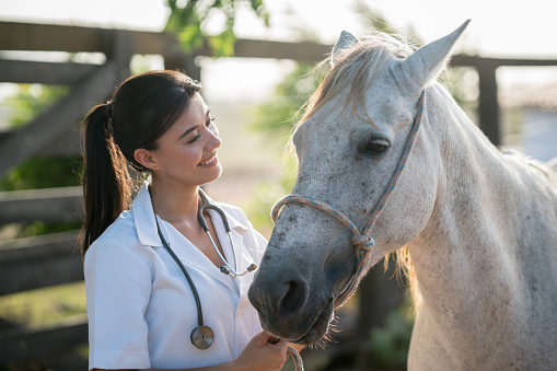 Portrait of a veterinarian stroking a beautiful horse at a farm and looking very happy outdoors - rural lifestyle concepts