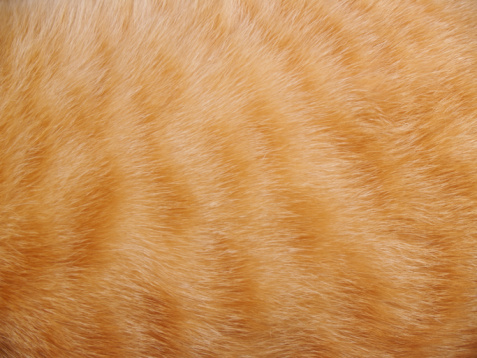 Animal Fur Background