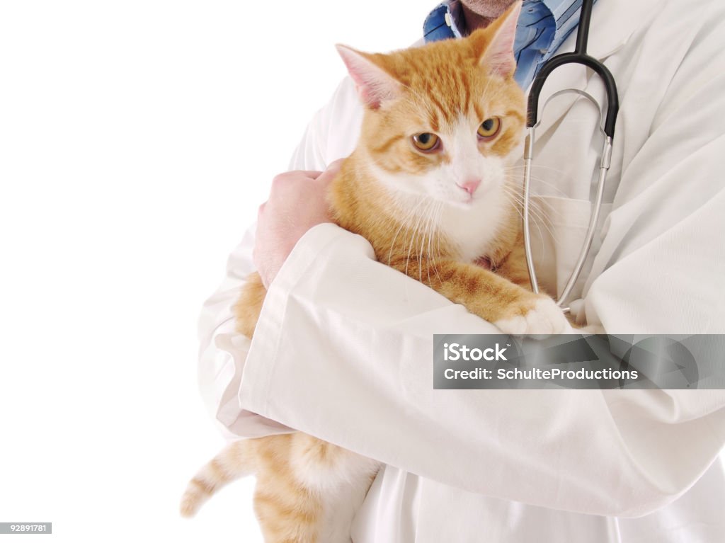 Tierarzt - Lizenzfrei Tier-Streicheln Stock-Foto