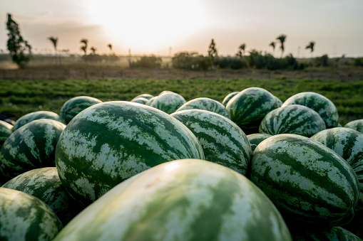 Beautiful harvest of watermelons at a fruit farm in Brazil - agriculture concepts