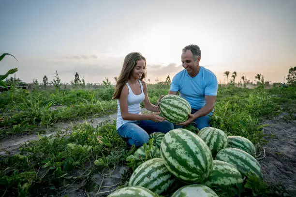 Portrait of a very happy father and daughter harvesting watermelons at a farm - agriculture concepts