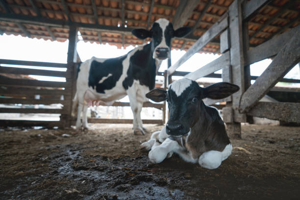 tired and sick dirty domestic cattle