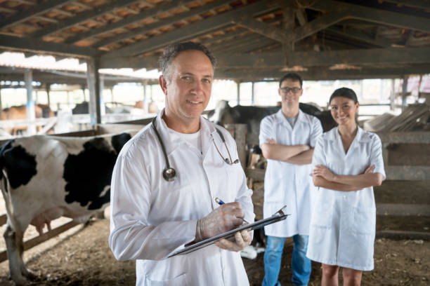 istock Man working with a team of vets at a cattle farm 928917880