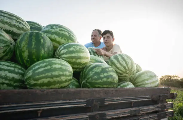 Happy father and son cultivating watermelons at a farm and putting then into a carriage - rural scene concepts