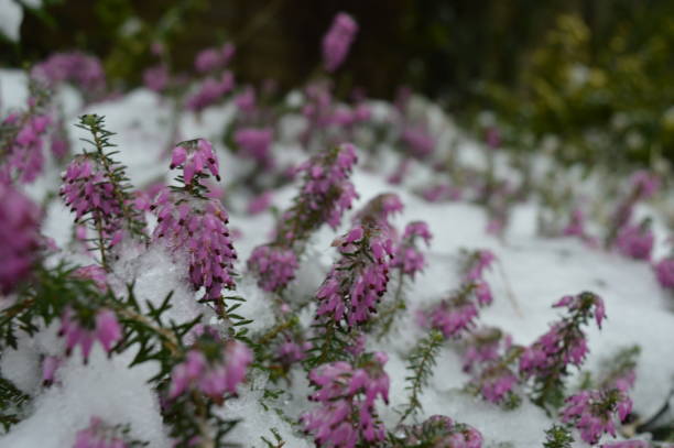 istock flowers in the snow 928918052