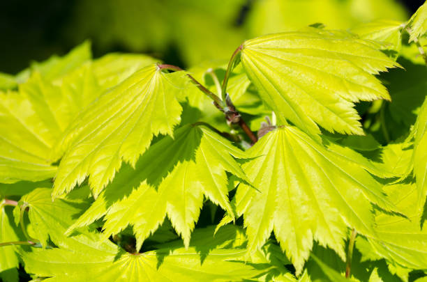 istock Fresh Japanese maple leaves in springtime, selective focus, (Acer shirasawanum aureum) 928918380
