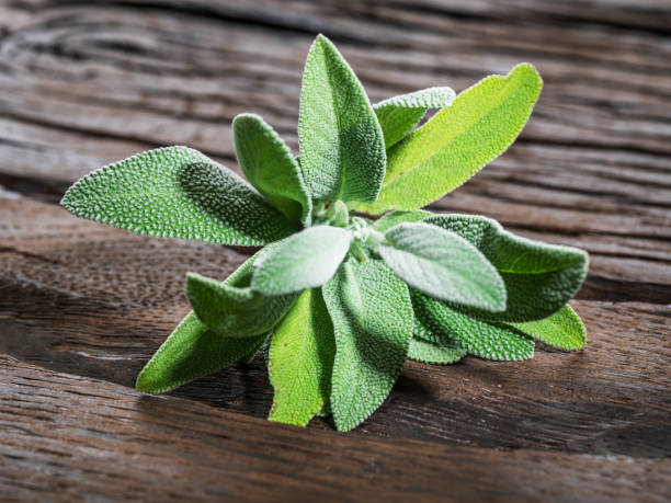 istock Fresh leaves of garden sage. 928918462