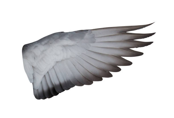 istock dove open inner part of wing isolated on white 928920846
