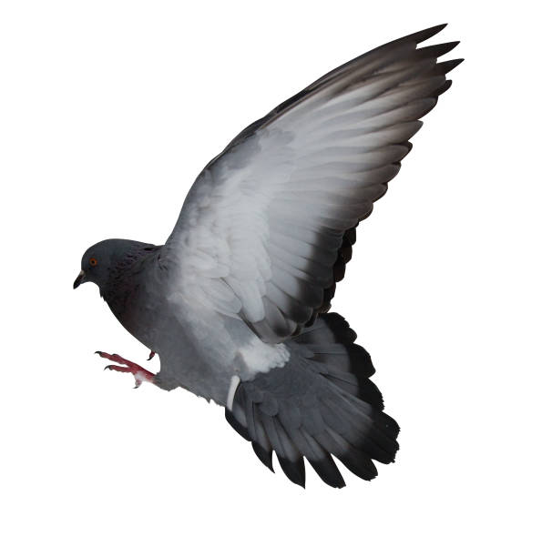 istock isolated on white dark grey flying dove 928922900