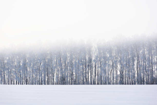 istock Snow winter landscape. Distant forest and field in dusk 928925856