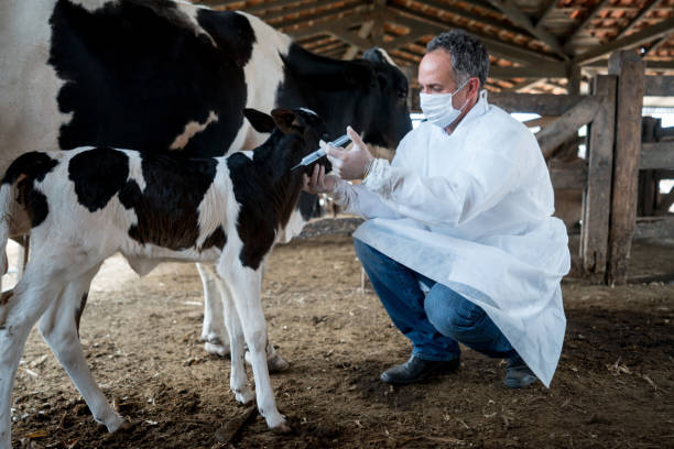 veterinário vacinar um bezerro recém-nascido - calf newborn animal cattle farm - fotografias e filmes do acervo