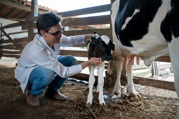Vet examining a beautiful calf