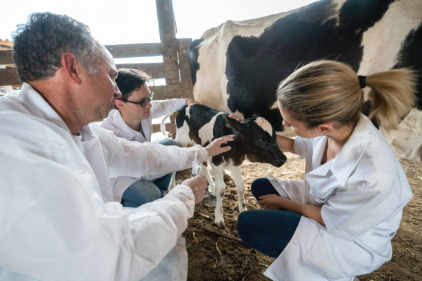 grupo de veterinários examinando um bezerro - calf newborn animal cattle farm - fotografias e filmes do acervo