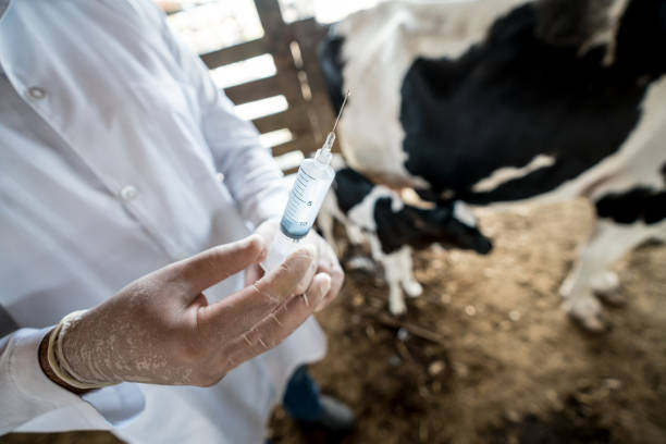 istock Veterinarian working at a cattle farm holding a vaccine 928926306