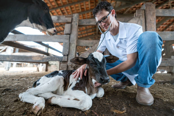 istock Vet examining a calf 928926312
