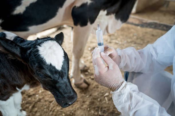 istock Veterinarian working at a cattle farm holding a vaccine 928926320