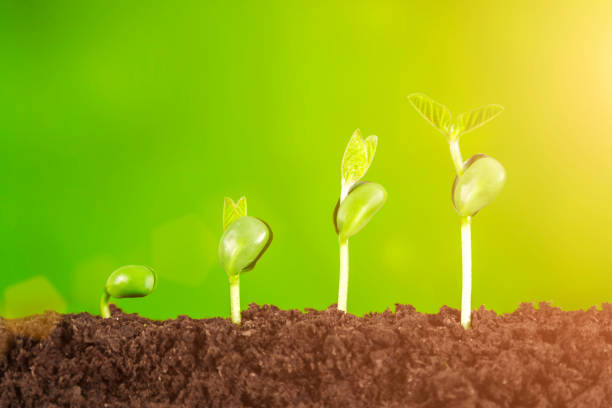 istock Bussiness growth:new life growing on green background 928926562