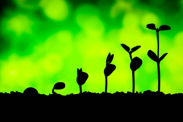 bussiness investment:coin growing in soil on green background