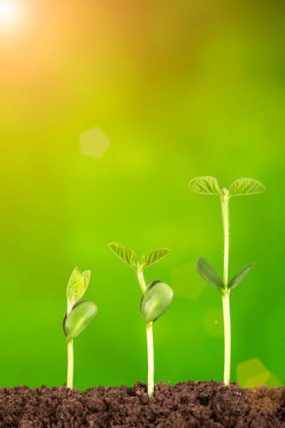 istock Bussiness growth:new life growing on green background 928926718