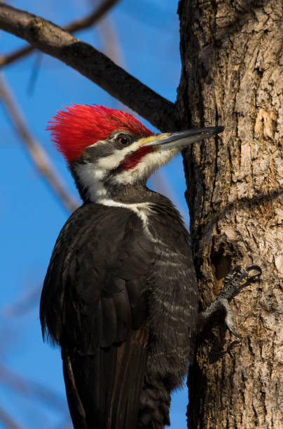 istock pileated woodpecker 928927238