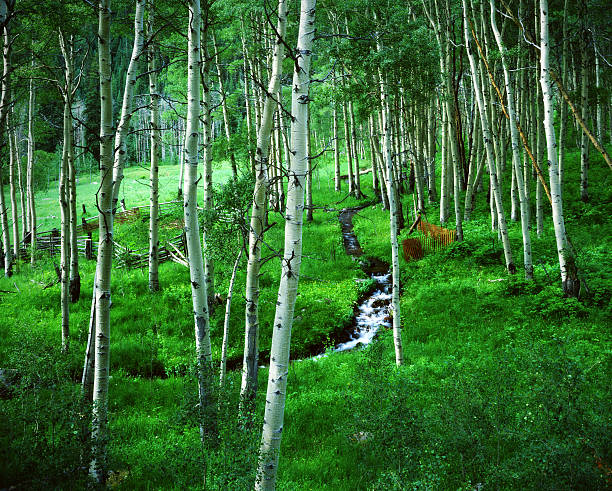 Rocky Mountain Aspen trees in early summer.