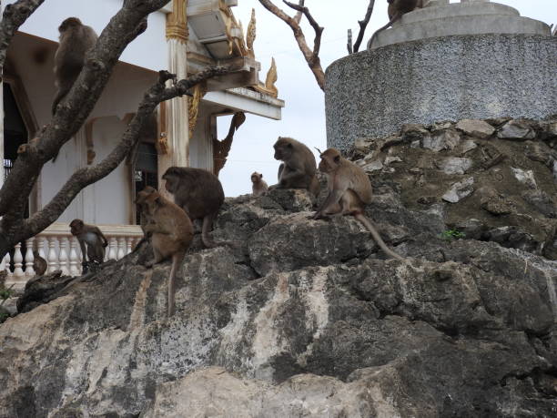 istock Monkeys in a temple complex in Thailand 928929940