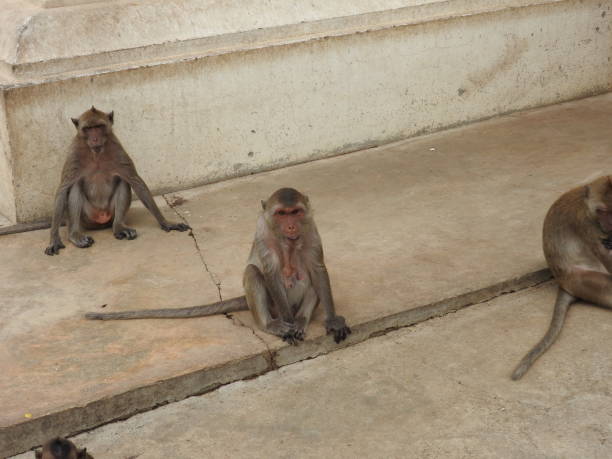 istock Monkeys in a temple complex in Thailand 928930558