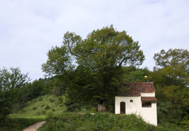 istock wanderlust chapel with an old oak tree 928931730