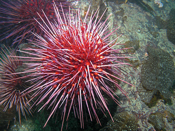 istock Giant Red Sea Urchin 92893424