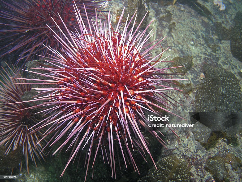 Giant Red Sea Urchin  Red Sea Urchin Stock Photo