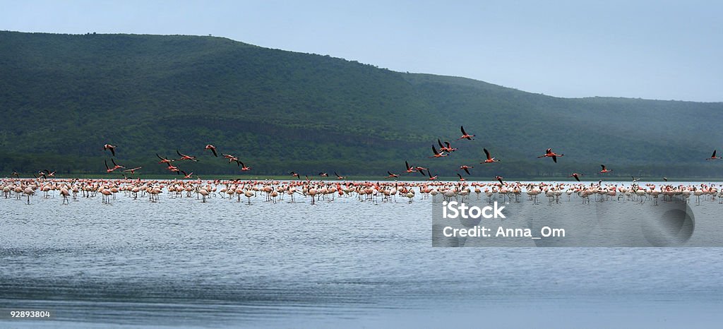 flocks de flamingo - Foto de stock de Agua libre de derechos