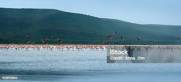 Flocks De Flamingo Foto de stock y más banco de imágenes de Agua - Agua, Aire libre, Animal