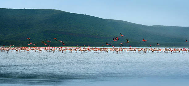 istock flocks of flamingo 92893804