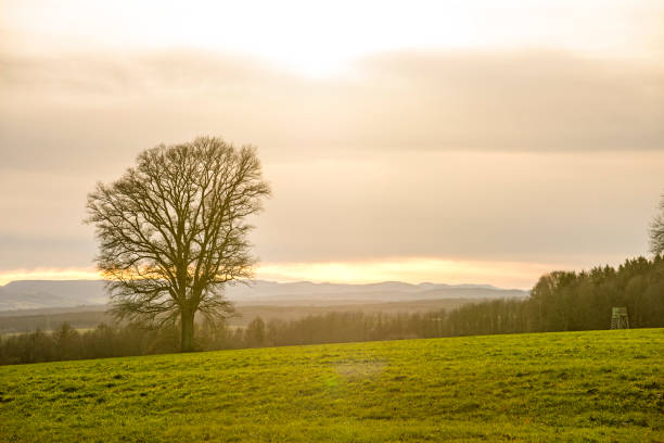 oak in autumn with sky at sunset