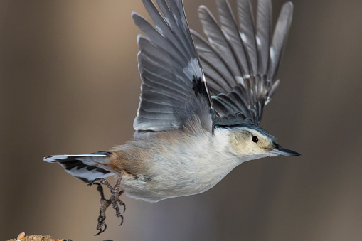 white breasted nuthatch in flight